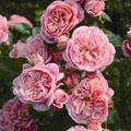 Саженцы роз питомника Нью-Джерси